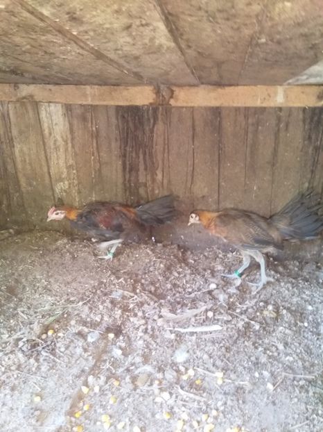  - Găini de rasa phoenix