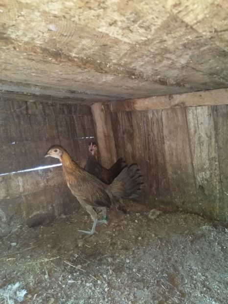  - Găini de rasa phoenix