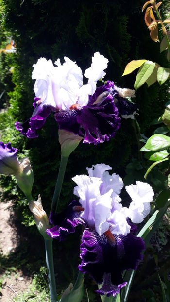  - Gradina primavara 2019