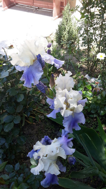  - Gradina primavara 2019