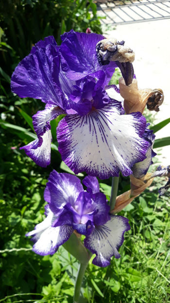  - Gradina primavara 2019