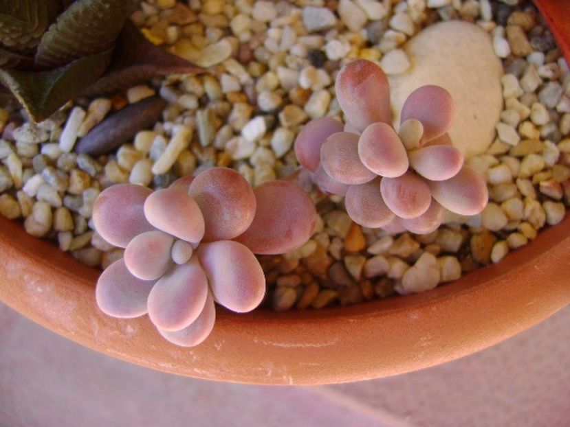 Graptopetalum amethystinum - Suculente 2019