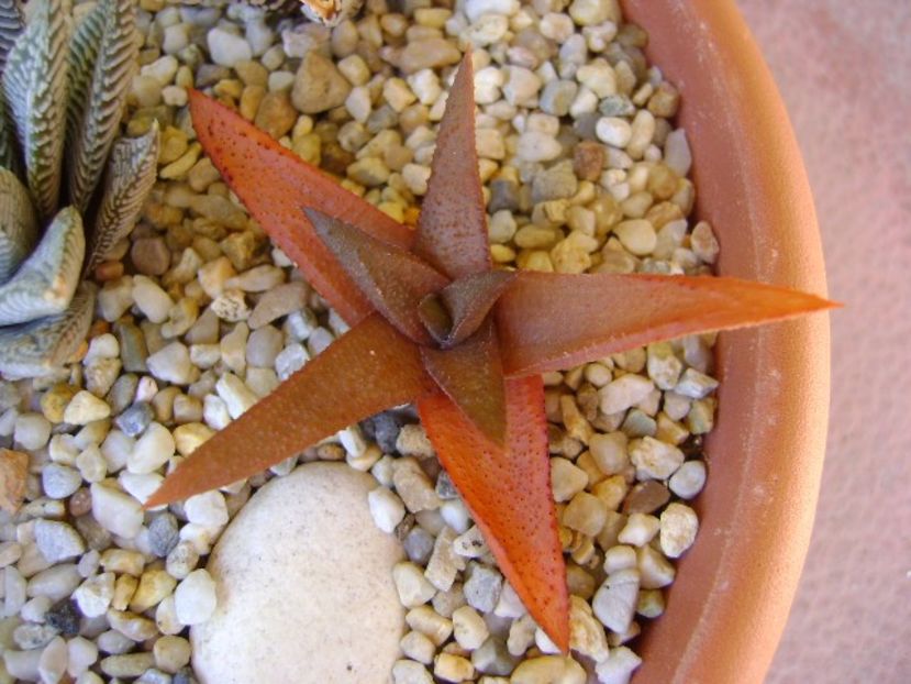 Haworthia angustifolia - Suculente 2019