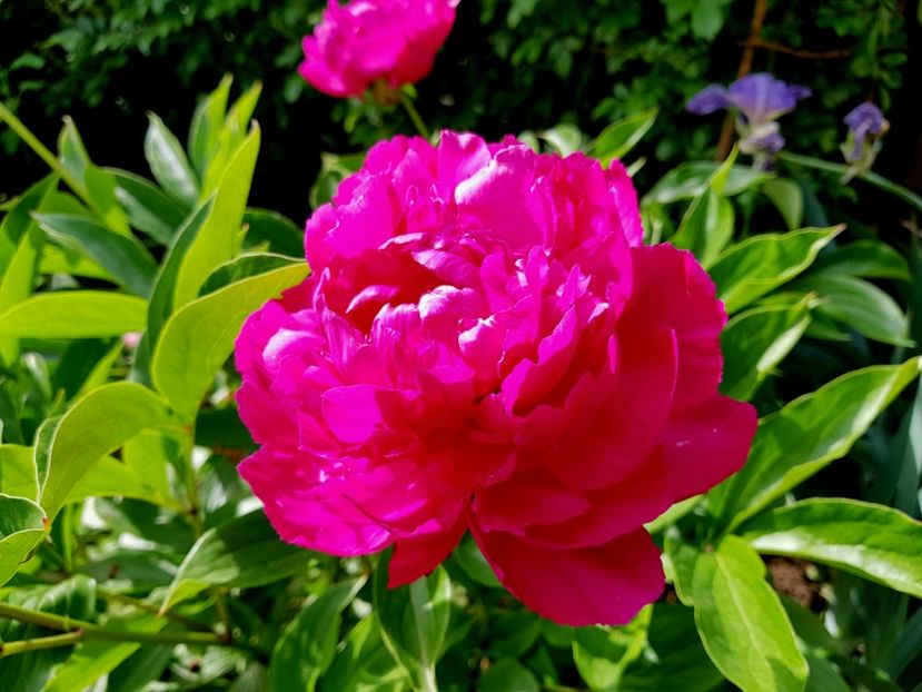 Rich and fame - 2019 Bujori