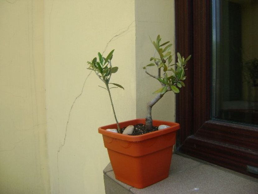 2 Maslini (Olea europaea) - Bonsai si prebonsai 2018-2020
