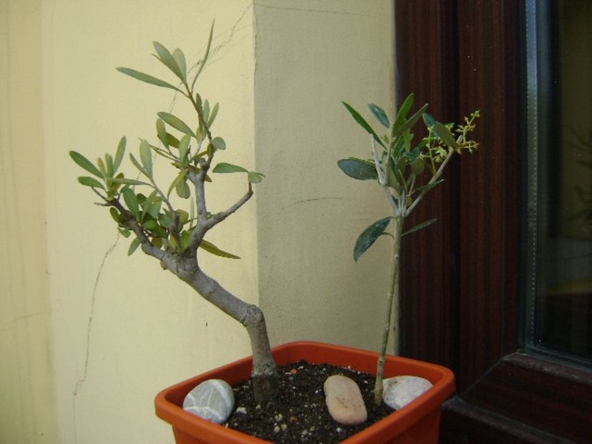 2 Maslini (Olea europaea) - Bonsai si prebonsai 2018-2020