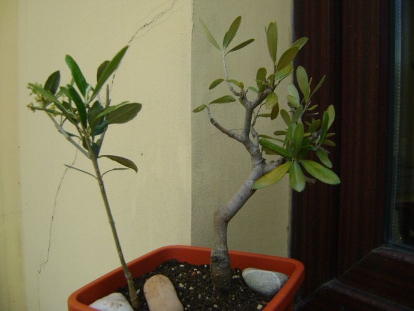 2 Maslini (Olea europaea) - Bonsai si prebonsai 2018-2020