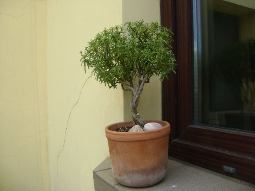 Rozmarin - Bonsai si prebonsai 2018-2020