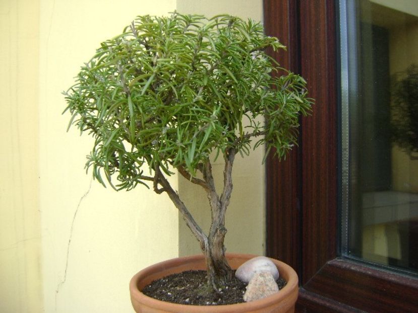 Rozmarin - Bonsai si prebonsai 2018-2020