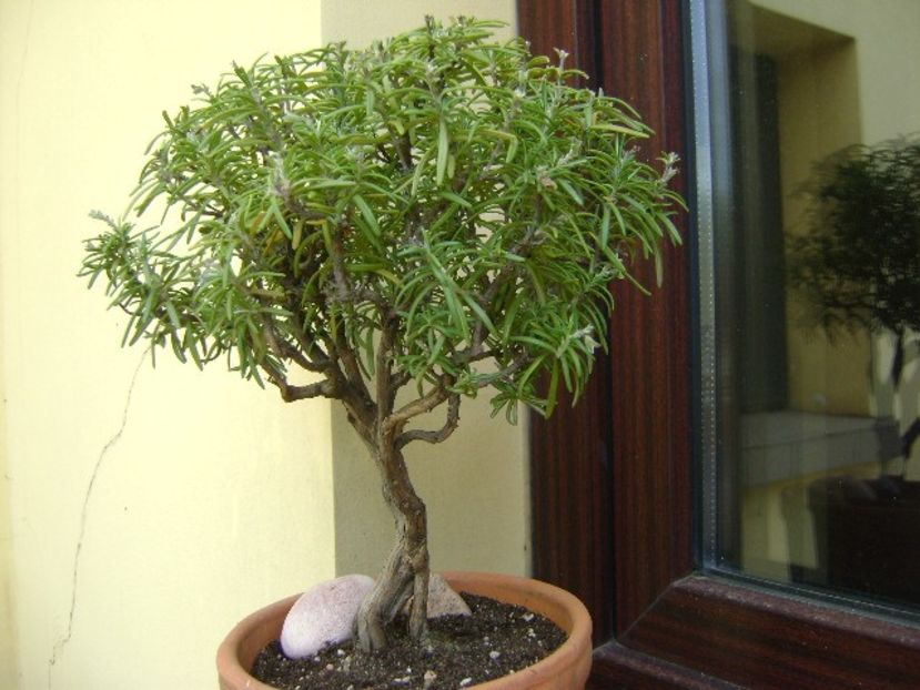 Rozmarin - Bonsai si prebonsai 2018-2020