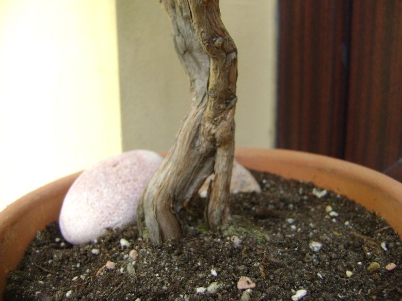 Rozmarin, detalii - Bonsai si prebonsai 2018-2020