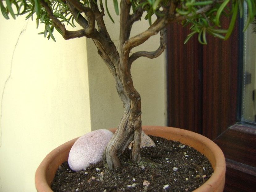 Rozmarin, detalii - Bonsai si prebonsai 2018-2020