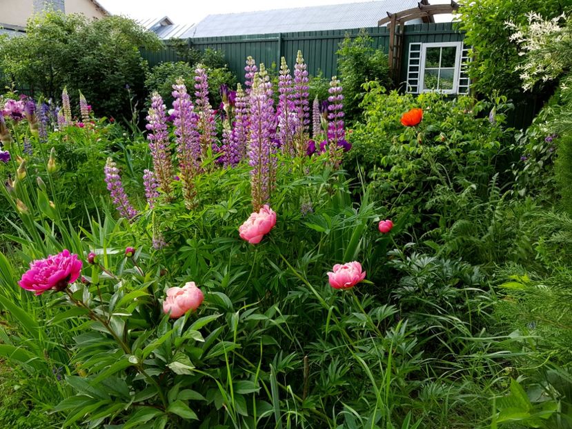  - 2019 Mai Idilic Garden
