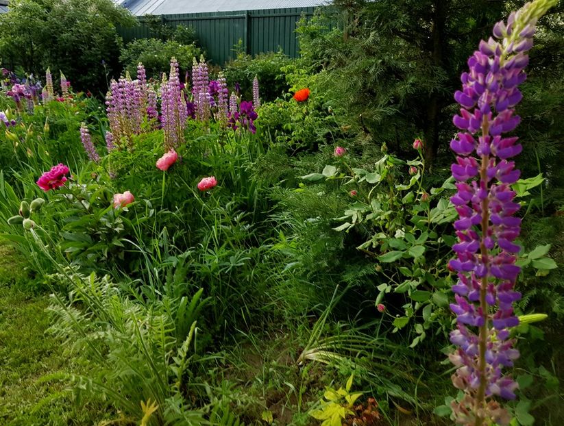  - 2019 Mai Idilic Garden