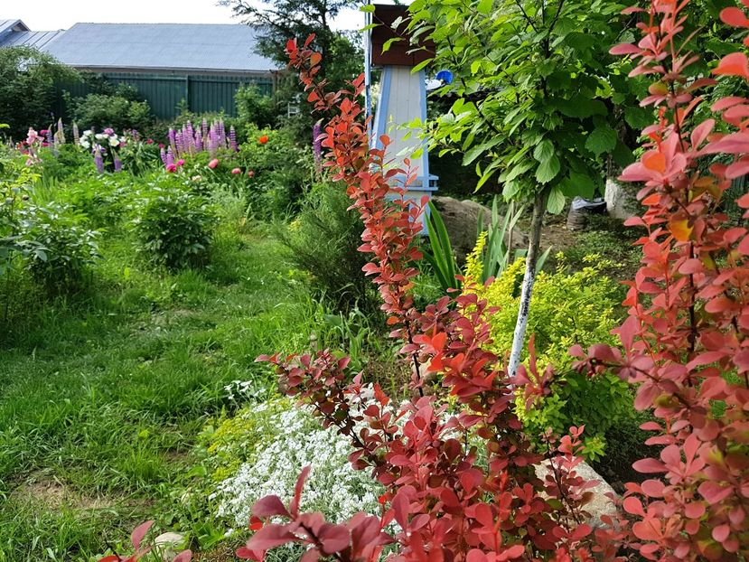  - 2019 Mai Idilic Garden