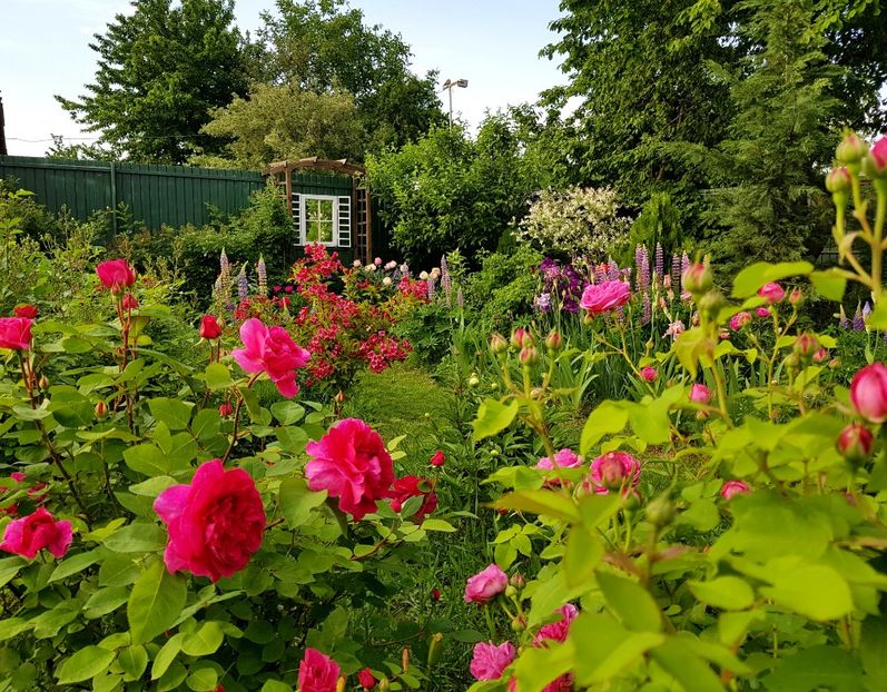  - 2019 Mai Idilic Garden