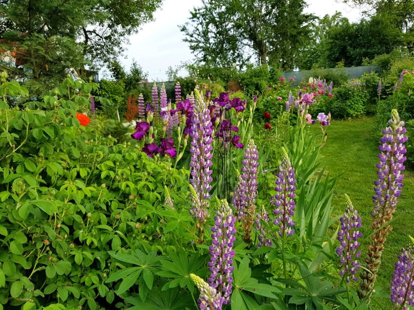  - 2019 Mai Idilic Garden