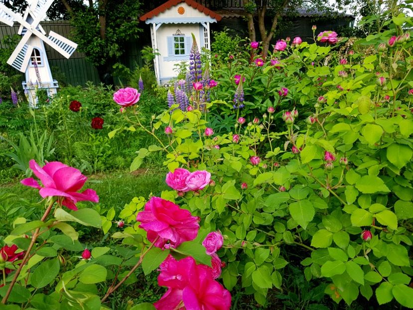  - 2019 Mai Idilic Garden