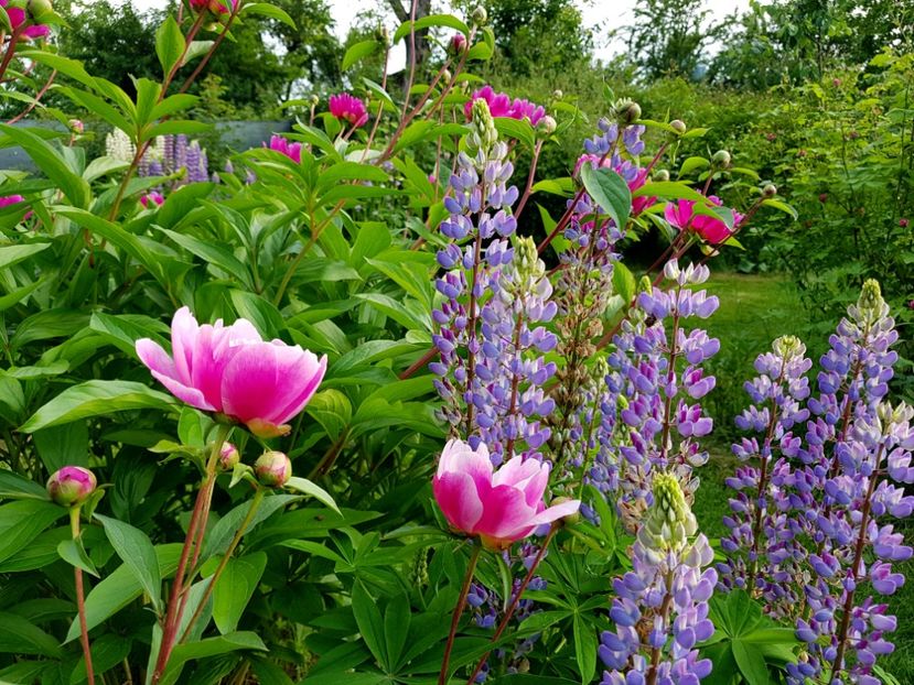  - 2019 Mai Idilic Garden