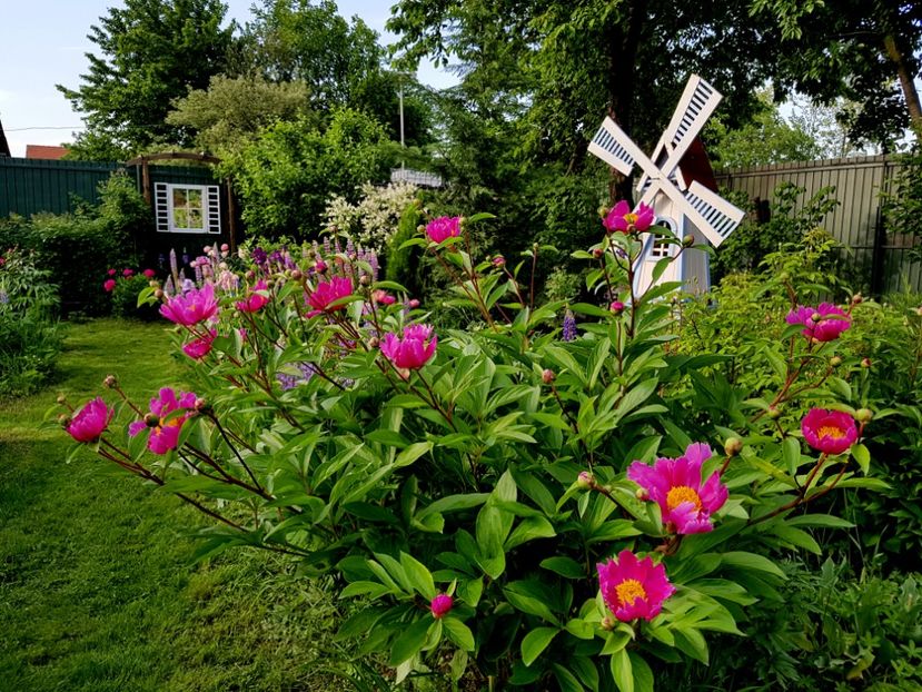  - 2019 Mai Idilic Garden
