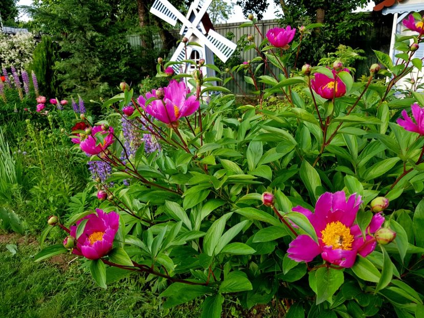  - 2019 Mai Idilic Garden
