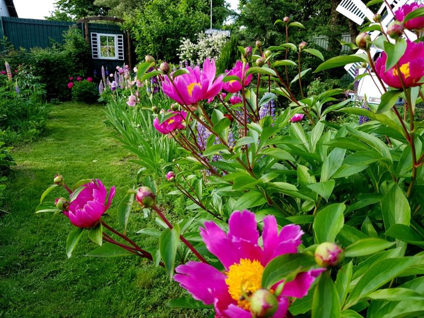  - 2019 Mai Idilic Garden
