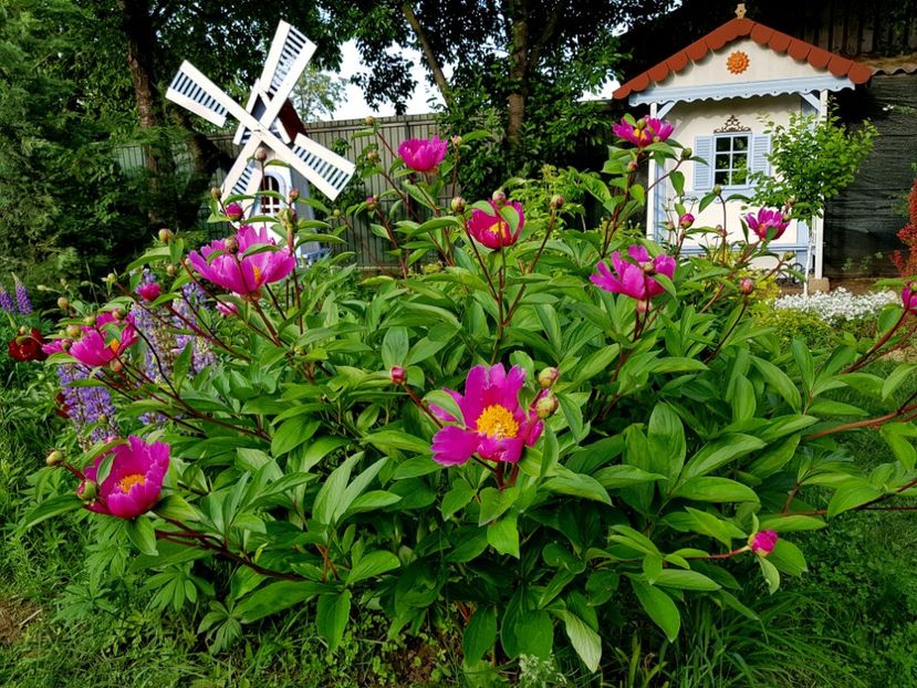  - 2019 Mai Idilic Garden