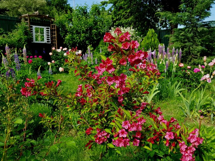  - 2019 Mai Idilic Garden
