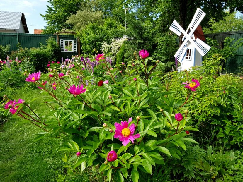  - 2019 Mai Idilic Garden