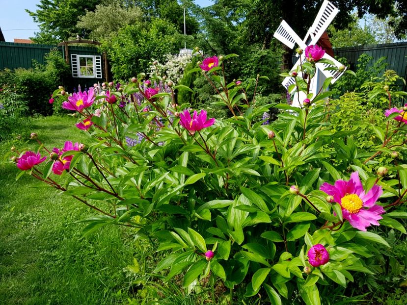 - 2019 Mai Idilic Garden