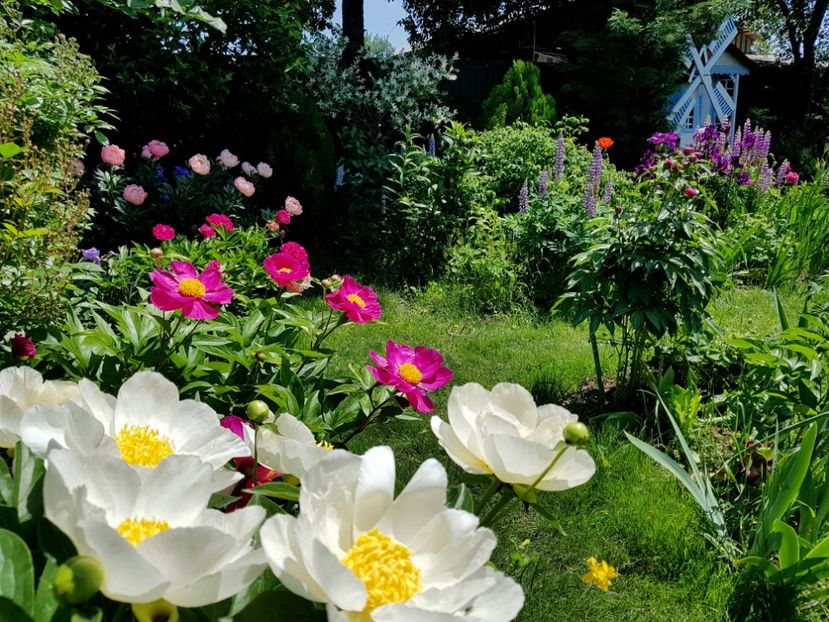  - 2019 Mai Idilic Garden