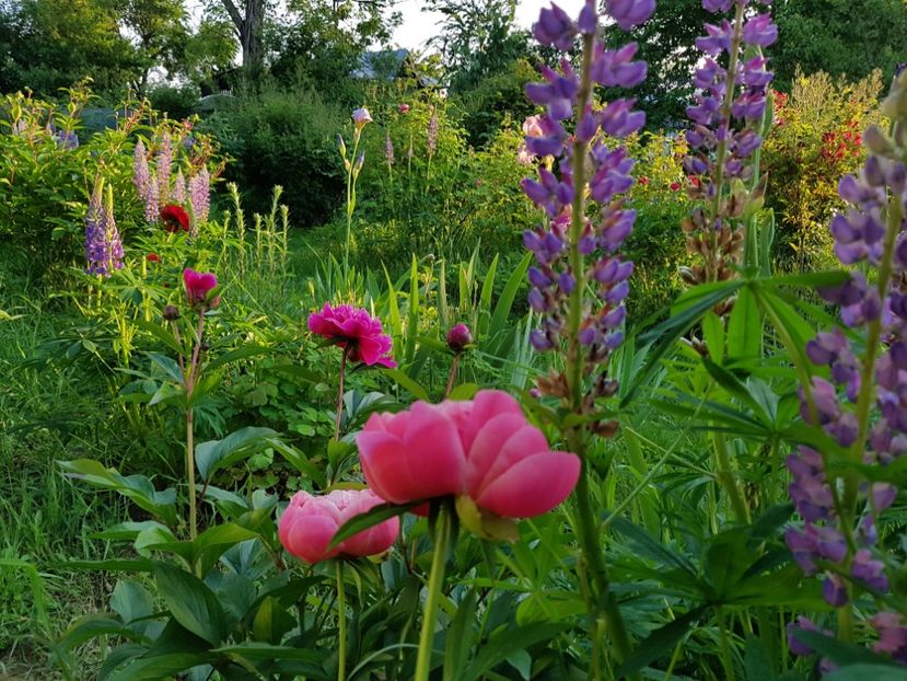  - 2019 Mai Idilic Garden