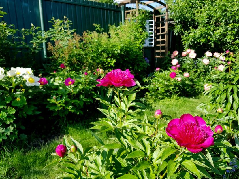  - 2019 Mai Idilic Garden