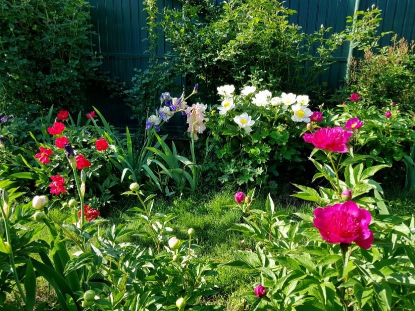  - 2019 Mai Idilic Garden
