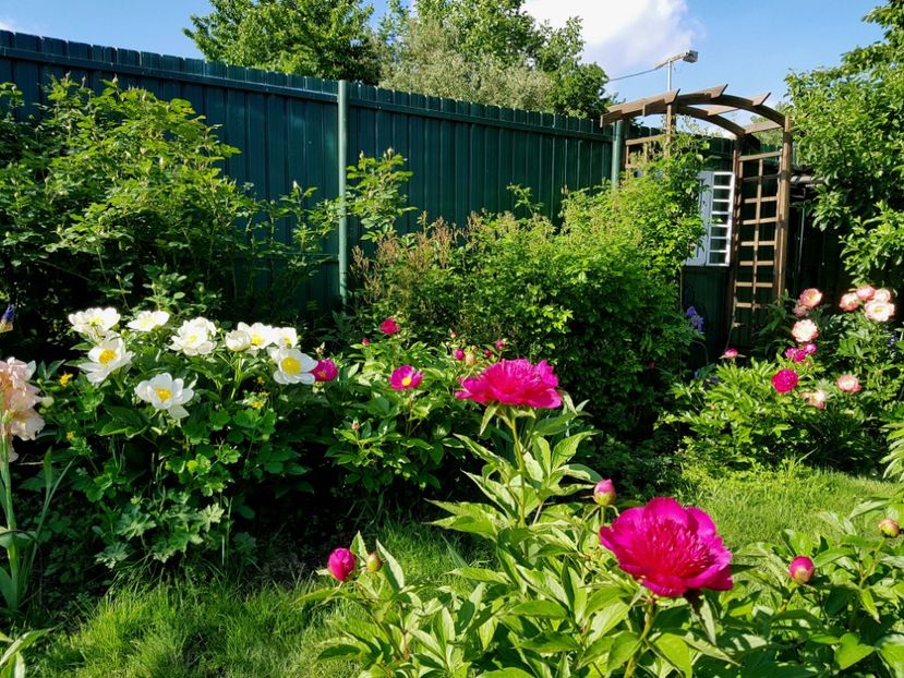  - 2019 Mai Idilic Garden