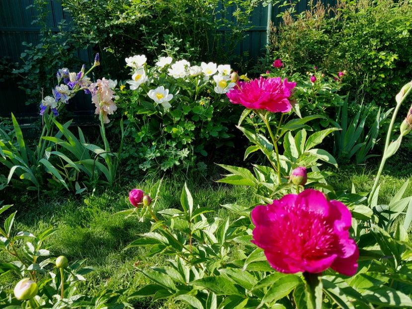  - 2019 Mai Idilic Garden