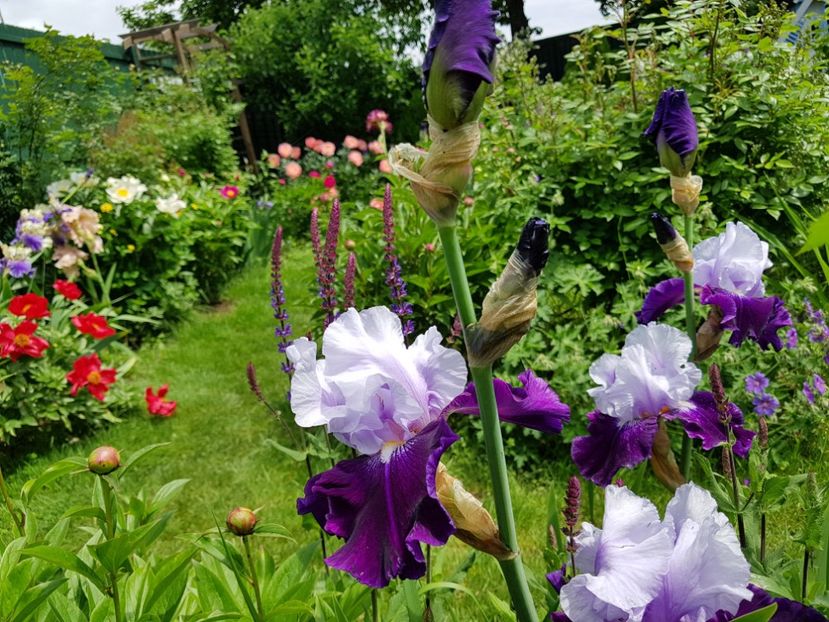  - 2019 Mai Idilic Garden