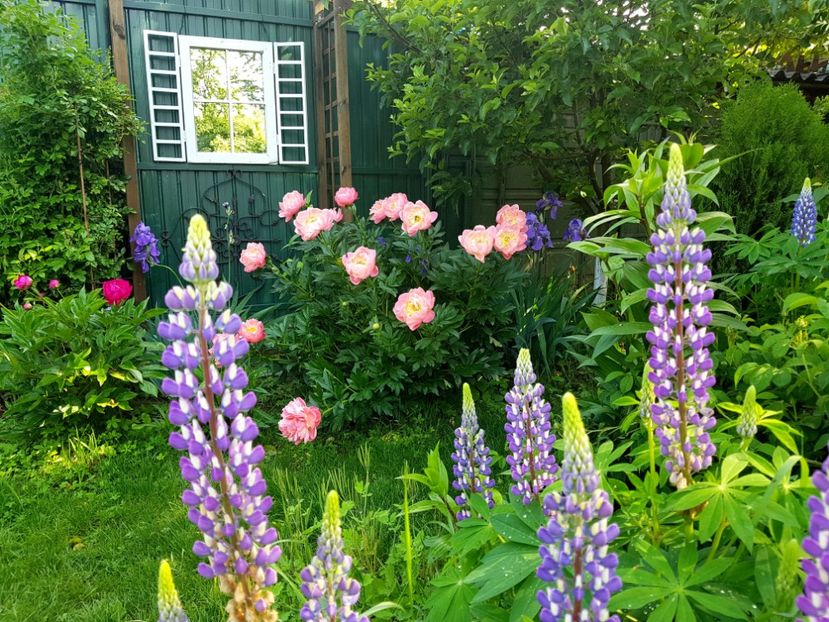  - 2019 Mai Idilic Garden