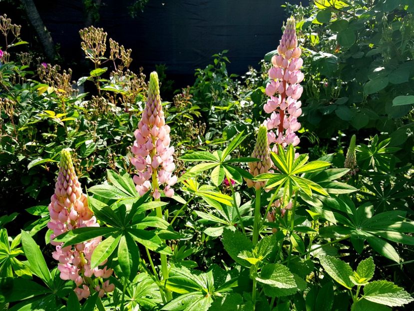  - 2019 Mai Idilic Garden