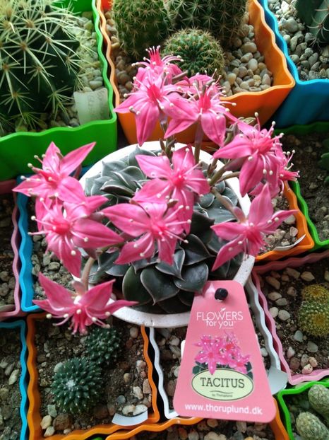  - Echeveria si alte suculente asemanatoare