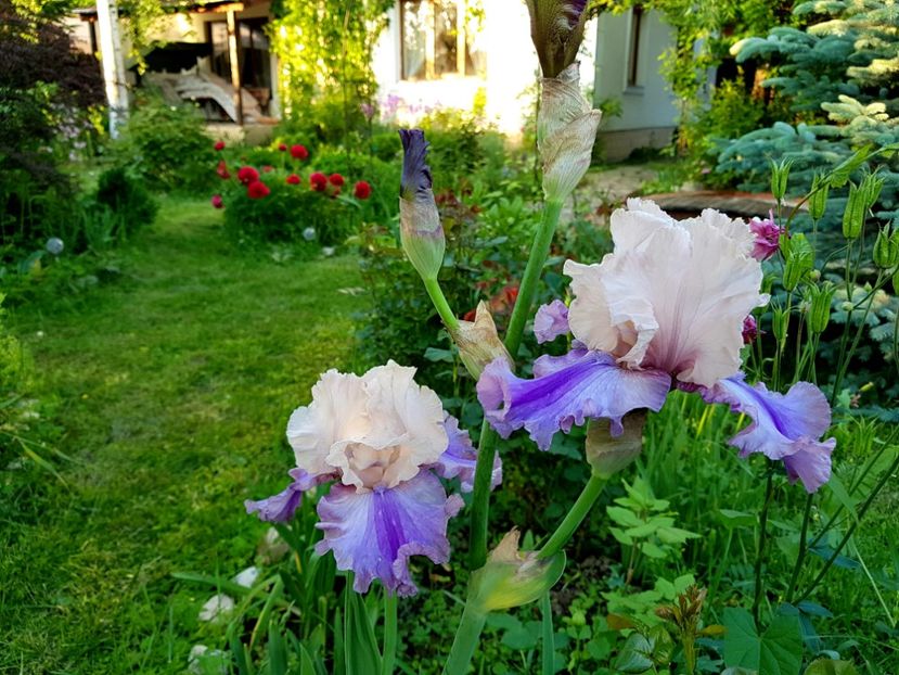  - 2019 Gradina