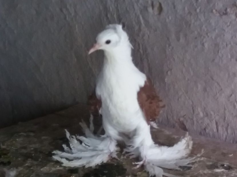  - Creti Francezi capaciti