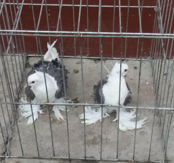  - Creti Francezi capaciti