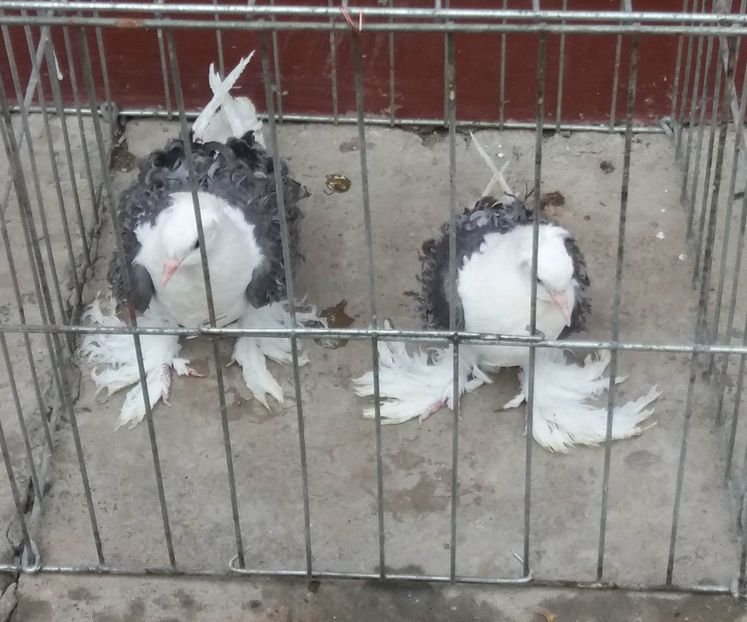  - Creti Francezi capaciti