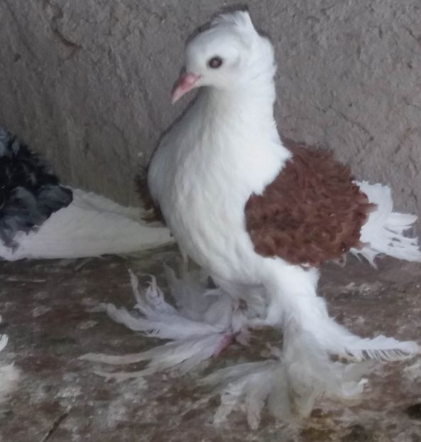  - Creti Francezi capaciti