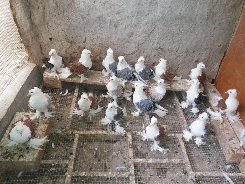  - Creti Francezi capaciti