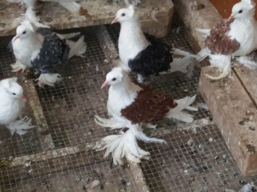  - Creti Francezi capaciti