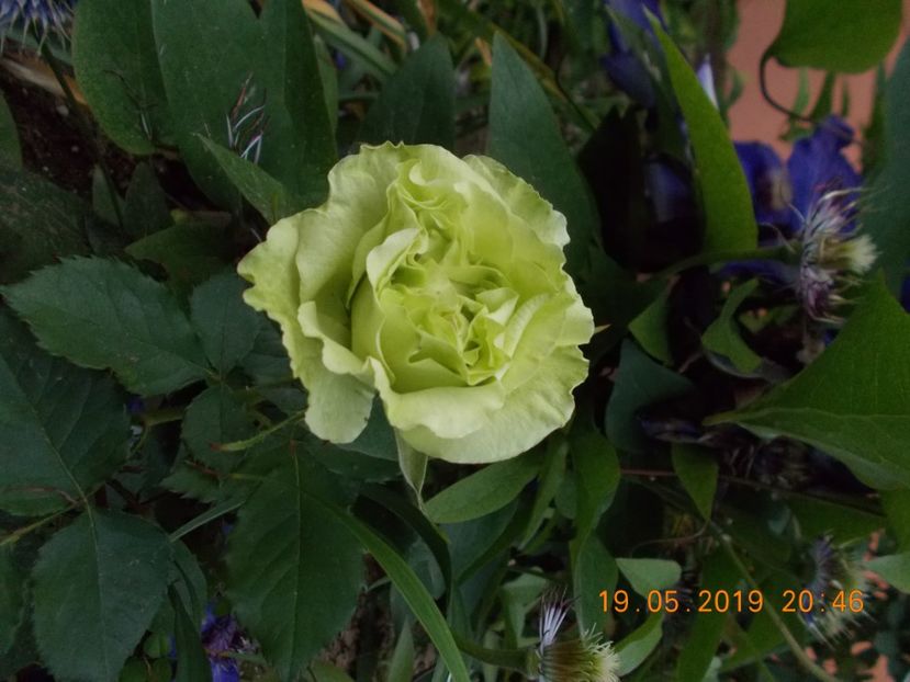  - Trandafiri 2019