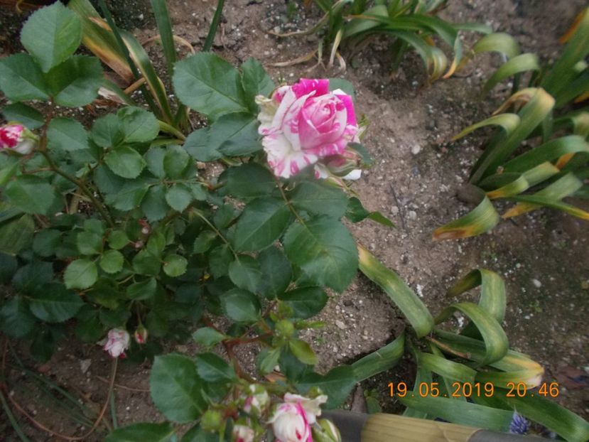  - Trandafiri 2019