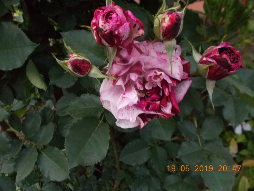  - Trandafiri 2019